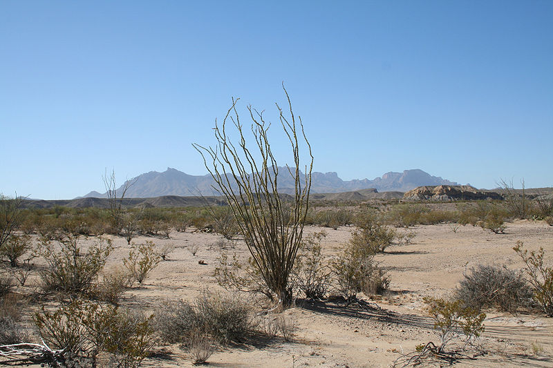 This is a picture of what the land in Brewster County, Texas looks like. From:http://en.wikipedia.org/wiki/File:Big_Bend_Ocotillo_2006.jpg